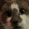 Michael O'neil - @michael.oneil4 - TikTok