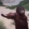 Monkey - @michaeloquendo80 - TikTok