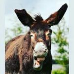 Michael Ostermeier - @michael.ostermeier.106 - Instagram