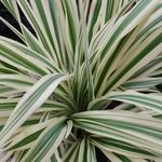 Michael Ottaway - @michaelthegardener6.5 - Instagram