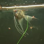 Michael overbay - @overbays_aquatics - Instagram