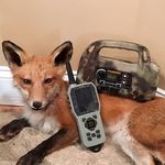 Michael Pascuzzi - @tenwolf70_ - Instagram