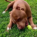Michael Pedrick jr - @lilped222 - Instagram