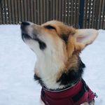 Майкл Викторович - @michael.corgi.pembroke - Instagram