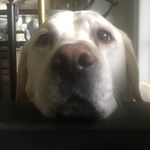Michael Petrillo - @mpetrillo63 - Instagram