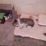 Michael Petrillo and his puppy - @baxter_the_sheltie - Instagram