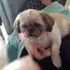 michelpetruzzelli - @michelpetruzzelli - TikTok