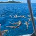 Michel Pineau - Facebook