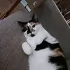 michaelpingitore1 - @michaelpingitore1 - TikTok