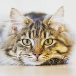 Michael Plato - @charmander_dude.12605 - Instagram