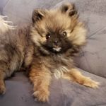 George Michael PomPom - @georgemichaelpompom - Instagram