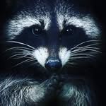 Енот Богданович - @michael_popovskiy - Instagram
