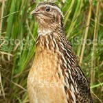 St Michael  Quail Farm - @st_michael_quail_farm - Instagram