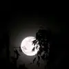 michaeljquayle23 - @michaeljquayle23 - TikTok