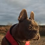 Michael Quick - @best_dog_toys - Instagram