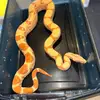 M&R exotics - @michaelquick793 - TikTok