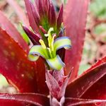 Michael Randall - @misfit_plants - Instagram