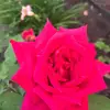 Michael Reisman - @30203197745 - TikTok