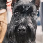 Michael resh - @lollipop_r_giant_schnauzer - Instagram