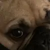michaelring415 - @cenzo.my.dog - TikTok