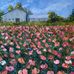 Michael Rippey Art - Facebook
