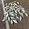 Michael Rittenberry - @tnbaitmaker - TikTok