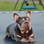 Michael Rivera - @goldenpawfrenchies - Instagram