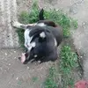 Michael Roanhorse - @michaelroanhorse - TikTok