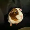 MichaelR - @michaelrohlfing - TikTok