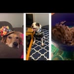 Daisy and rex - @michaelrohricht16 - Instagram