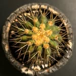Michael Ruelas Jr - @caliblaze_cacti - Instagram