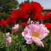 Michael Rumble Garden Design - Facebook