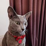 Michael and Peach, Russian Blue cats - @michael_christmascat - Instagram