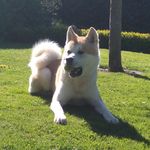Michaela Saathoff Akita - @michaela.saathoff - Instagram