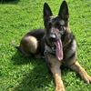@Sablan kennel - @michaelsablan1 - TikTok