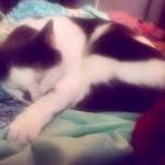 Sony Michael Sagan - @sonythe.meow - Instagram