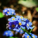 Michael Samuelson - @romkeskokkar - Instagram