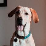 Finnegan Michael Sarvis - @puppyfinnegan - Instagram