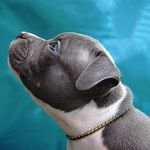 Michael Saurer - @texasjsbullies - Instagram