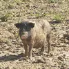 Michael Schacher - @michaelschacher5933 - TikTok
