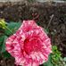 Michael Schmid - Facebook