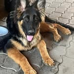 Michael Schmutz - @michael.schmutz.9 - Instagram