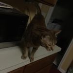 Michael Schuett - @pizza_rolls101 - Instagram
