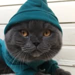 Misha. Безухий Господин. - @michael__scottishfold - Instagram