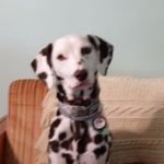 Michael Seubert - @gcchipper66 - Instagram