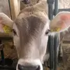 Michael Schatzer - @michaelschatzer - TikTok