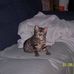 Michael Shimp - Facebook