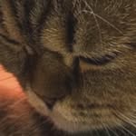 Michael Shoemaker - @michaelshoemaker77 - Instagram