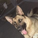 Michael Shukis - @shukismichael - Instagram