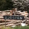 Mikael Sjögren - @mikael.sjgren - TikTok